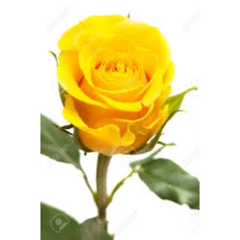 Happiness Yellow Rose 
